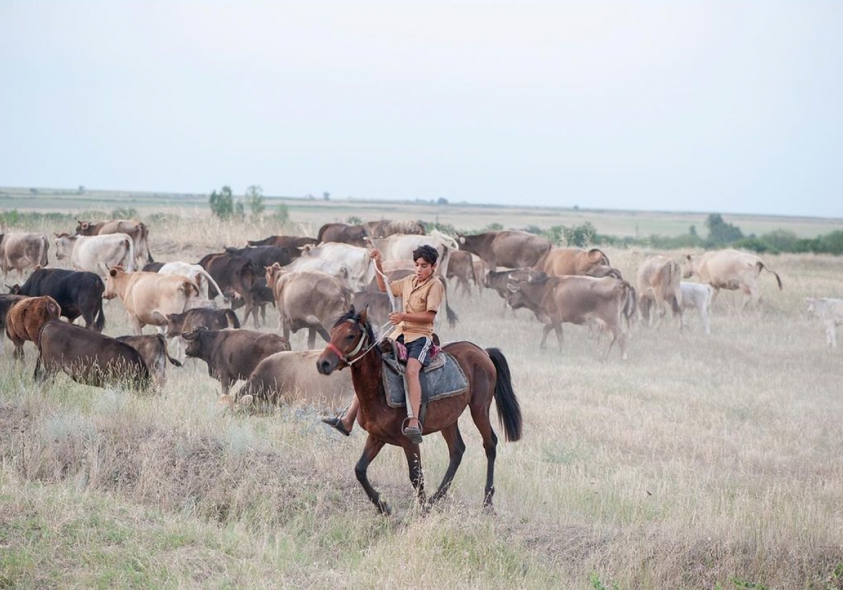 Art to Help ցուցահանդես-աճուրդ