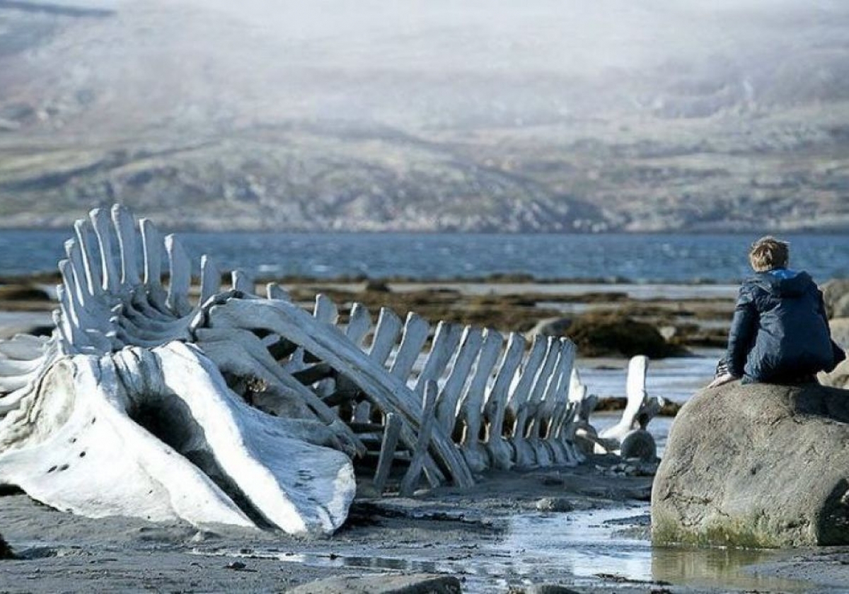 Անդրեյ Զվյագինցևի ֆիլմերի հետահայց ցուցադրություն