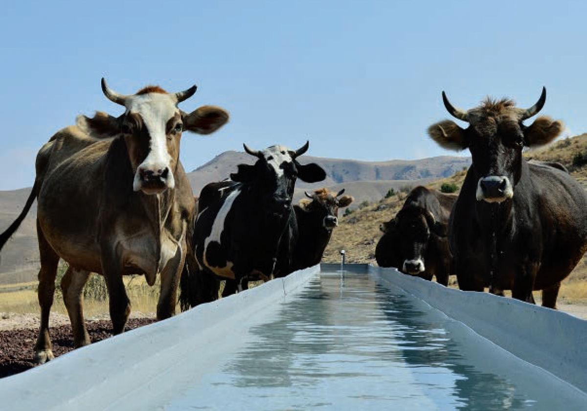 🐄 Կայուն անասնապահությունն իբրև Հայաստանի գյուղերի տնտեսական զարգացման բանալի