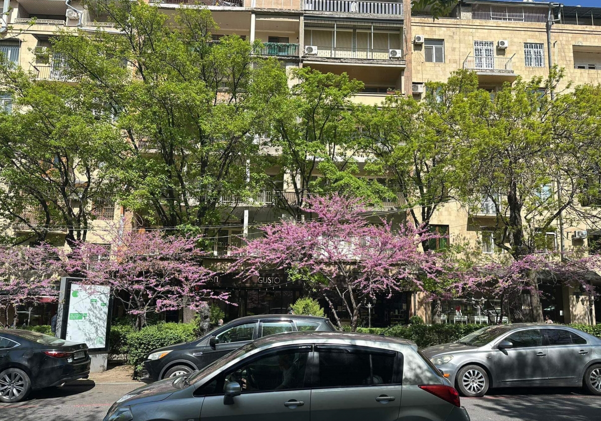 Քրիստինա Վարդանյան․ «Ծառահատումները բնակչությանը հանգեցնելու են ջերմային սթրեսի»