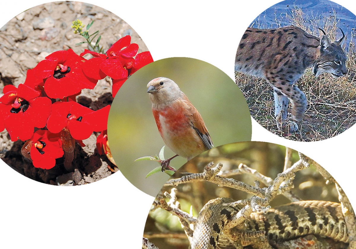 Կենսաբազմազանություն