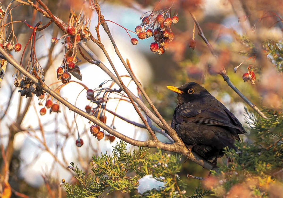 Երևանի թռչունները