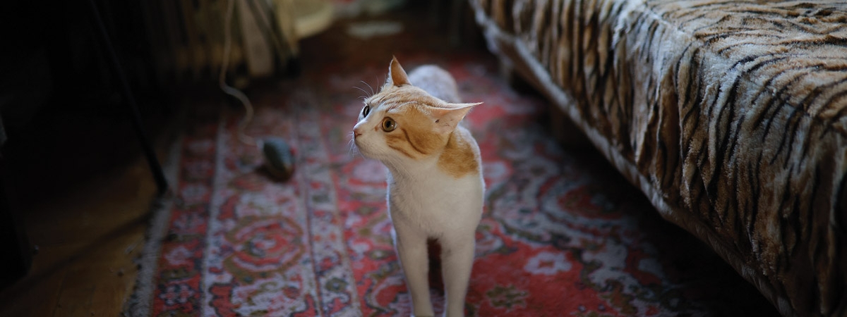 Կատուներն ու նրանց մարդիկ