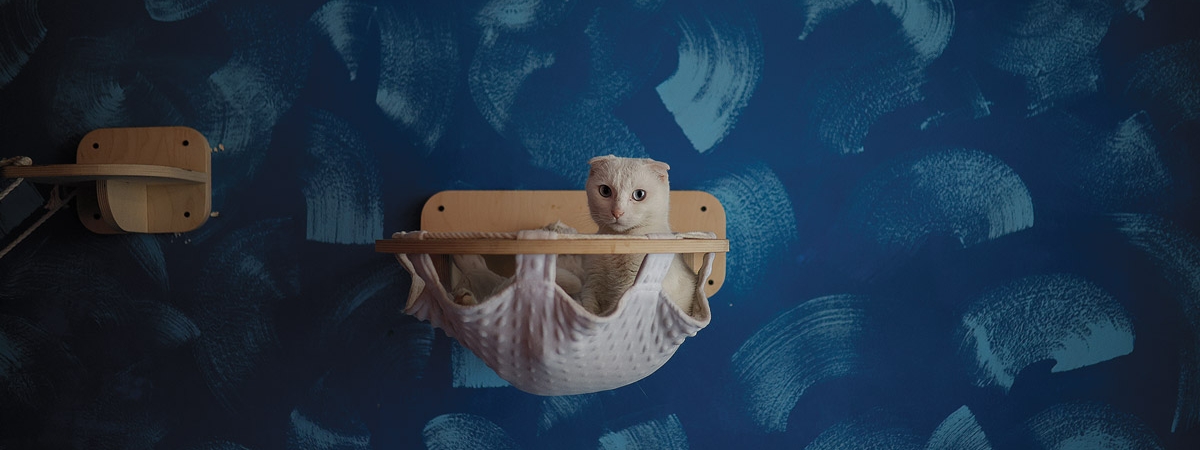 Gatto Cafe. մի փոքր տարածք, մի քանի կենդանի, մի մեծ սիրտ