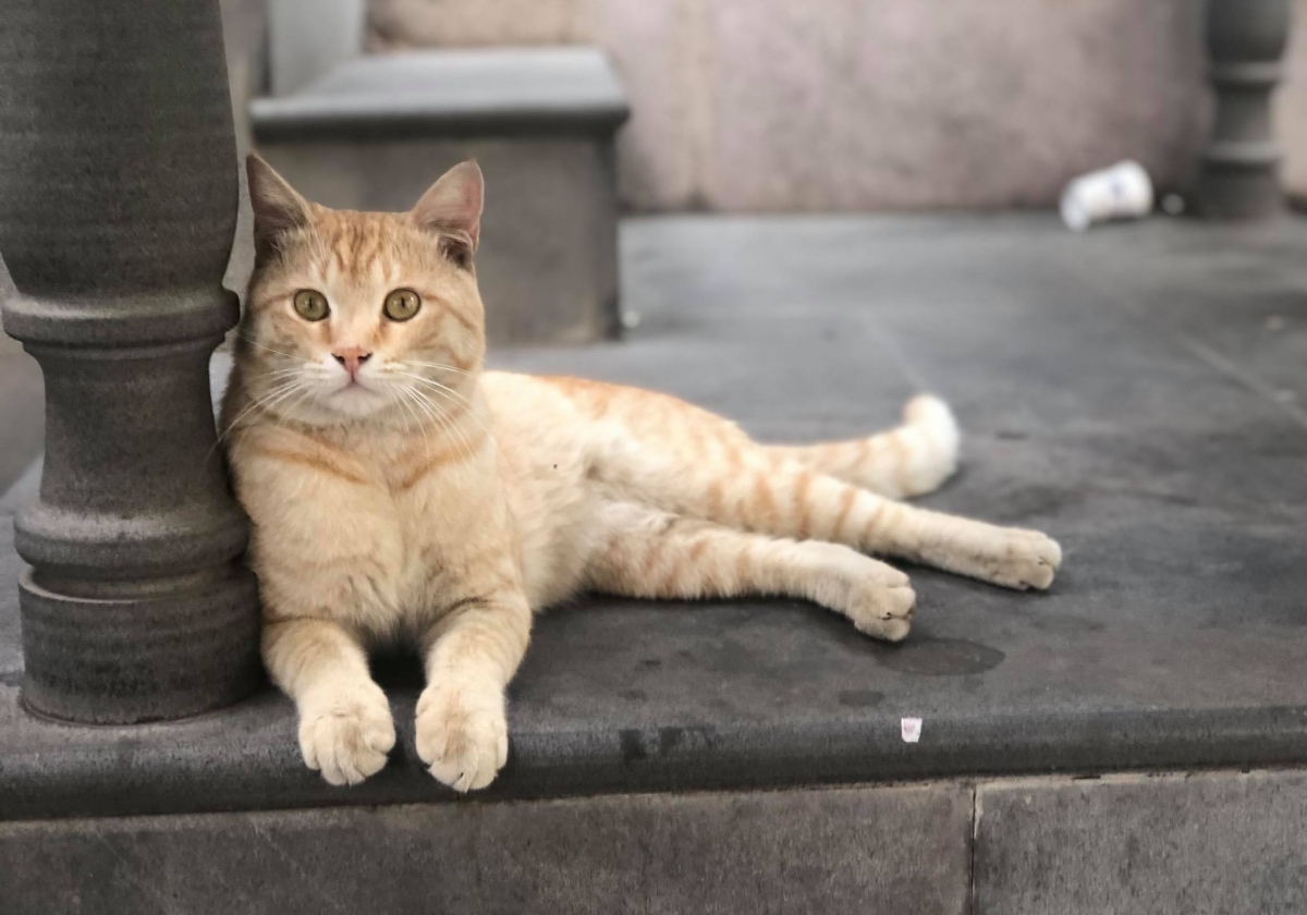 Երևանի կատուները